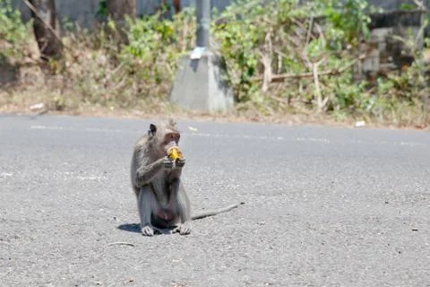 One monkey sitting on the road eating fruit. Stock Photos