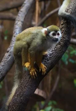 One Monkey sitting on the tree outside in zoo 스톡 사진