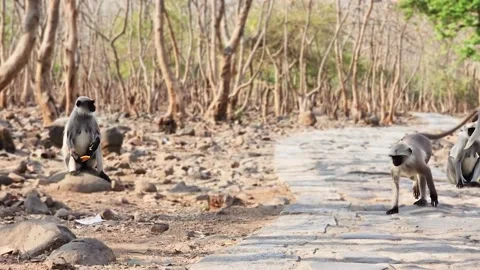 One monkey walking on front of the camera and other enjoys food Stock Footage 237088151