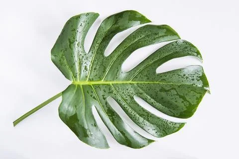 One monstera leaf Stock Photos