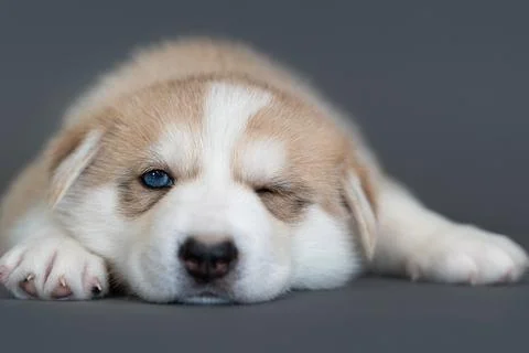 One month old beige husky puppy with multicolored blue eyes sleep on gray backgr Stock Photos