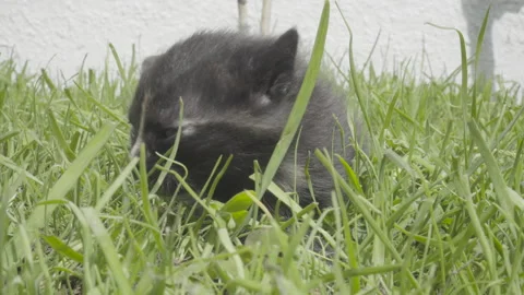 One month old black kitten in the middle of green grass Stock Footage 143479121