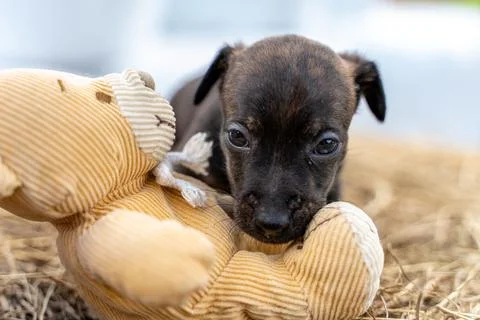 One month old brindle Jack Russell stands on a pack of hay. The puppy looks c Stock Photos