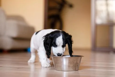One-month-old Cocker Spaniel puppy eating food from a large bowl on a parquet Stock Photos