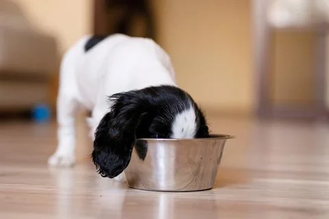 One-month-old Cocker Spaniel puppy eating food from a large bowl on a parquet Stock Photos