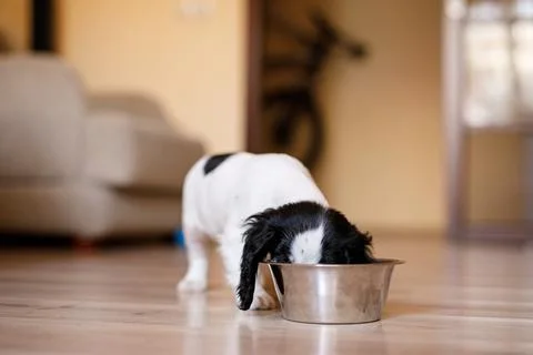 One-month-old Cocker Spaniel puppy eating food from a large bowl on a parquet Stock Photos