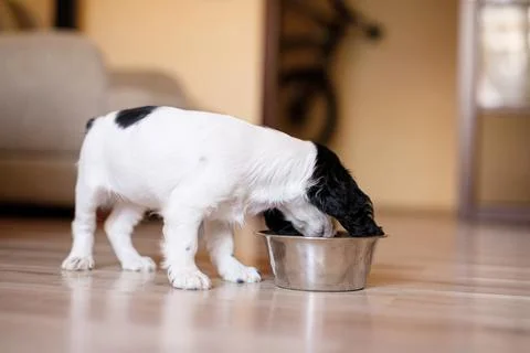 One-month-old Cocker Spaniel puppy eating food from a large bowl on a parquet Stock Photos