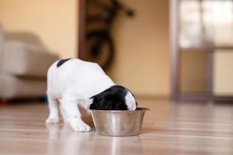 One-month-old Cocker Spaniel puppy eating food from a large bowl on a parquet Stock Photos
