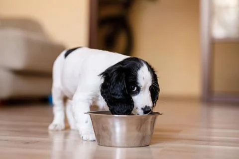 One-month-old Cocker Spaniel puppy eating food from a large bowl on a parquet Stock Photos