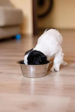 One-month-old Cocker Spaniel puppy eating food from a large bowl on a parqu.. Foto stock