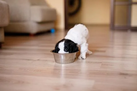 One-month-old Cocker Spaniel puppy eating food from a large bowl on a parqu.. Stock Photos