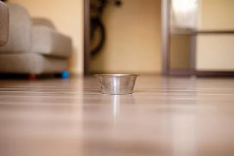One-month-old Cocker Spaniel puppy eating food from a large bowl on a parquet Stock Photos
