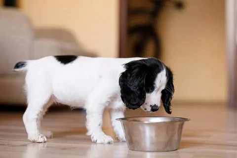 One-month-old Cocker Spaniel puppy eating food from a large bowl on a parqu.. Stock Photos