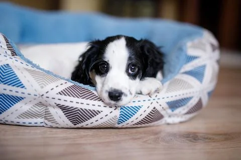A one-month-old fluffy white spaniel puppy with black ears is resting on a so Stock Photos