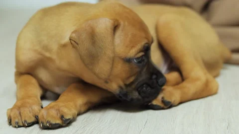 One month old german boxer puppy falls asleep on the floor, tired dog Stock Footage 167670035