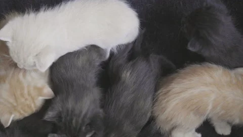 One month old kittens of different colors moving Stock Footage 143285201