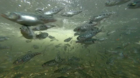 One month old rainbow trout underwater, fish farming in Ecuadorian Andes Stock Footage