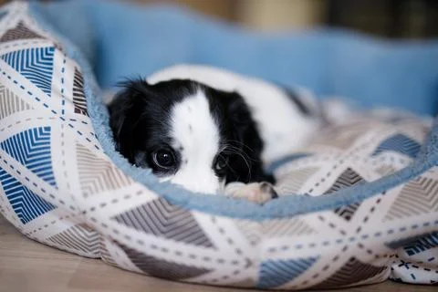 A one-month-old white spaniel puppy with black ears and spots is sitting on.. Stock Photos