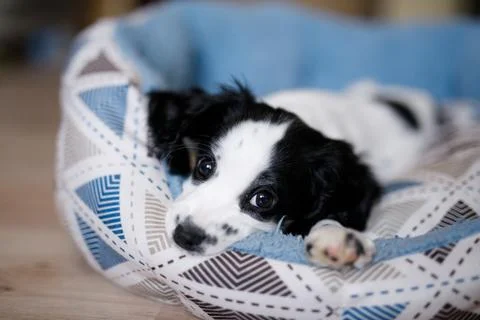A one-month-old white spaniel puppy with black ears and spots is sitting on i Stock Photos