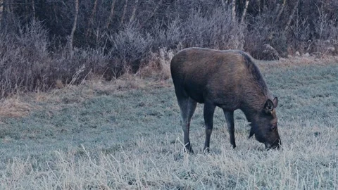 One Moose Feeds on Chilled Grass at the Edge of a Thick Forest - Close Up Видео 331330007