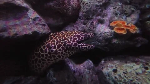 One Moray eel in hole of rock at coral reef. Stock-Footage 308465485