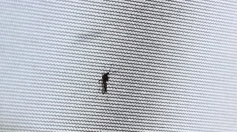 One mosquito is sitting on the netting, another one arrives Видео 52485692