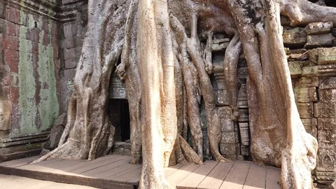 One of the most famous temples of Angkor, TA Prohm  Stock Footage 106232470