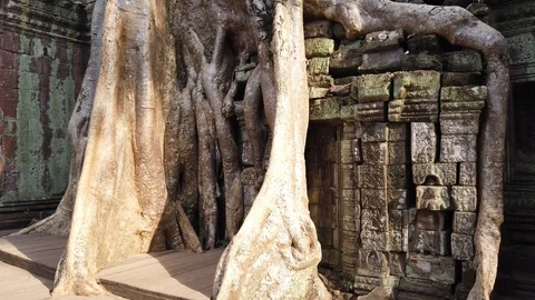 One of the most famous temples of Angkor, TA Prohm  Stock Footage 106232894
