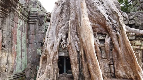 One of the most famous temples of Angkor, TA Prohm  Stock Footage 106233066