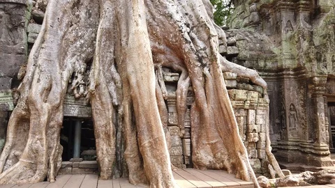 One of the most famous temples of Angkor, TA Prohm  Stock Footage 106233394
