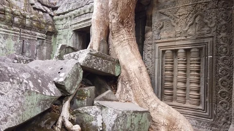 One of the most famous temples of Angkor, TA Prohm  Stock Footage 106239351