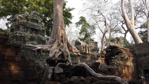 One of the most famous temples of Angkor, TA Prohm  Stock Footage 106239864