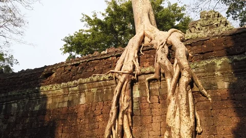 One of the most famous temples of Angkor, TA Prohm  Stock Footage 106247096