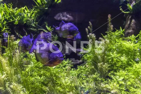 One of the most famous types of Piranhas. Pygocentrus nattereri ...