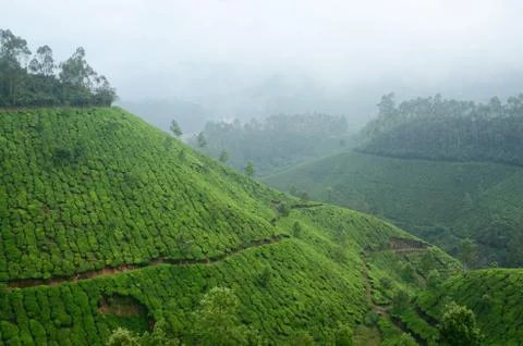 One of the most high altitude tea plantations in munnar,india,kerala state Stock Photos