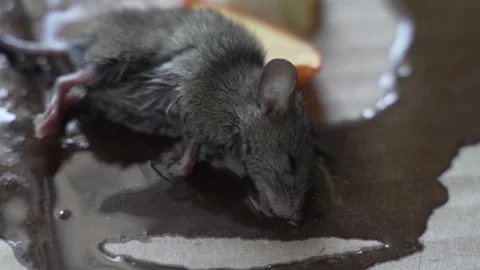 One mouse trapped in the glue mouse trap Stock Footage 252732534