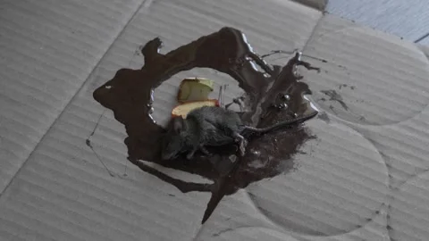 One mouse trapped in the glue mouse trap Video stock 252732914