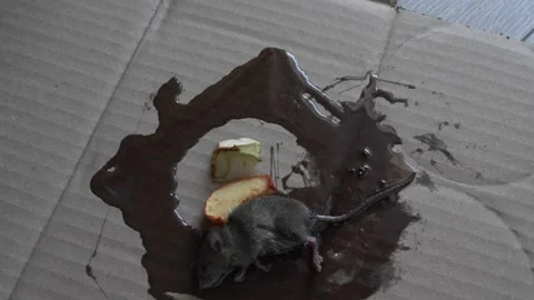 One mouse trapped in the glue mouse trap Stock Footage 252732916