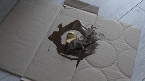 One mouse trapped in the glue mouse trap Vídeos de archivo 252732929