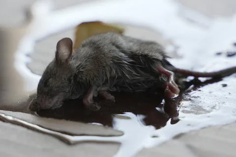 One mouse trapped in the glue mouse trap Stock Photos