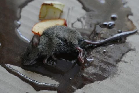 One mouse trapped in the glue mouse trap Stock Photos