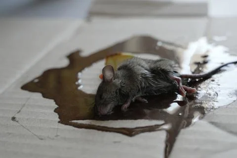 One mouse trapped in the glue mouse trap Stock Photos