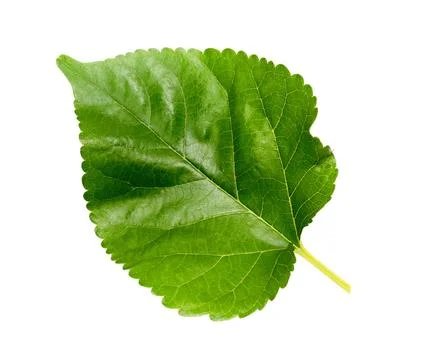 One mulberry leaf on a white background Stock Photos