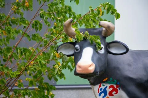 One multi-colored cow stands on the lawn Stock Photos