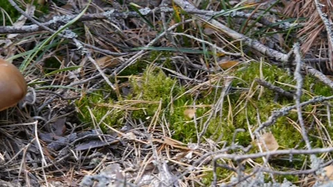 One mushroom in the forest. Camera slide from right to left. Autumn weather Video stock 104661540
