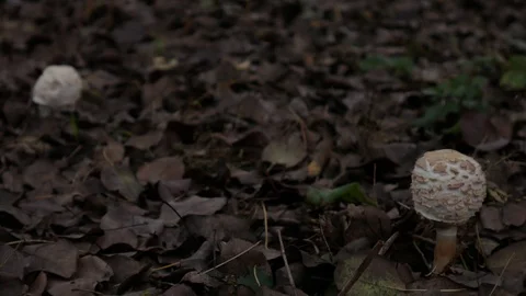 One mushroom grows in front of the camera, and the second behind Stock Footage 119465741