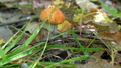 One mushroom grows in the grass. Close up video Stock-Footage 155242172