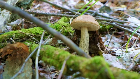 One mushroom grows in the grass. Close up video Stock-Footage 185008676