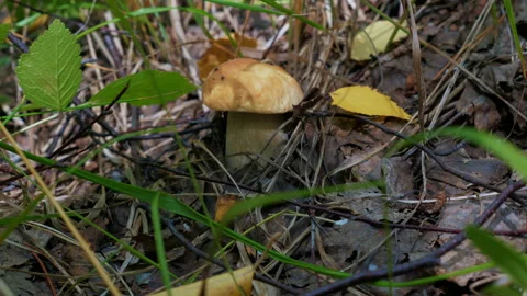 One mushroom grows in the grass. Close up video Video stock 235497043