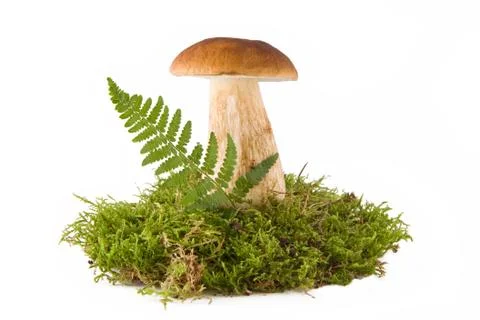 One mushroom Stock Photos